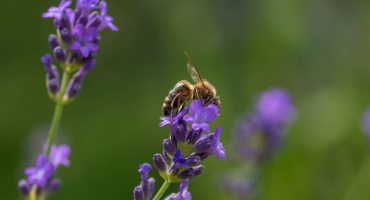 abeille butinant lavande